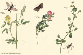 Image result for Kotschya stolonifera