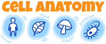 Check spelling or type a new query. Cell Anatomy Activity Ask A Biologist