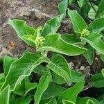 Image result for Pavetta gardeniifolia