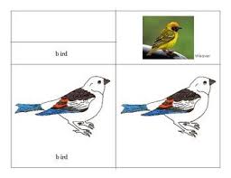 Different Birds And Their Meanings Parts Of A Bird Bird Facts Bird Different Birds