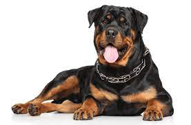 We offer import rottweiler puppies and stud service Rottweiler Puppies For Sale In Iowa Adoptapet Com