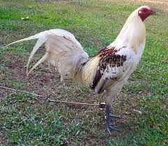 Ayam golek pattani dari seri iskandar akan bergolek di depan pintu rumah anda. Ninja Slasher Fowls Beranda Facebook