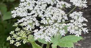 Image result for Heracleum