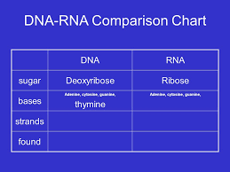 Rna And Transcription Dna Rna Protein Rna And Transcription
