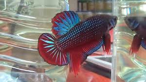 Bettafish #hmpk hello betta lovers today i try to make video about female betta. Giant Hmpk Betta Fish 02 Youtube