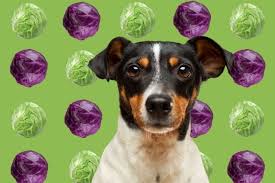 Maybe you would like to learn more about one of these? Can Dogs Eat Cabbage A Detailed In Depth Exploration Guide