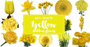 Another use for white flowers is to include them in the bouquet at your outdoor wedding to lighten it up and give it a more summery feel. Names And Types Of Yellow Wedding Flowers With Pics Flower Tips