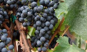 Image result for graft grape vines
