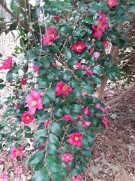 Camellia Sasanqua Kanjiro Camellia Plants Bedding Plants