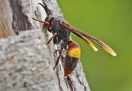 Black And White Wasp Sting Types Of Wasps Lesser Banded Hornet Vespa Affinis Wasp Hornet Asian Giant Hornet