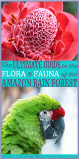 Ultimate Guide Flora And Fauna Of The Amazon Rain Forest Amazon Rainforest Rainforest Flora And Fauna