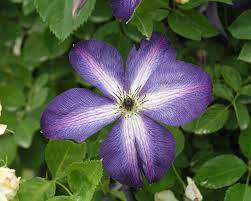 Check spelling or type a new query. Clematis Old Man S Beard Essential Care Tips Mygarden Com