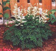 Aruncus Aethusifolius Dwarf Goat S Beard