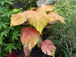 Image result for Acalypha polymorpha