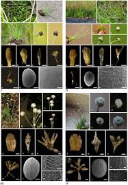 Image result for Eriocaulon truncatum