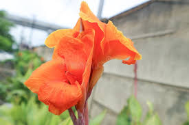 Image result for Cannaceae