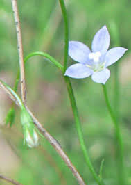 Image result for Wahlenbergia ramosissima