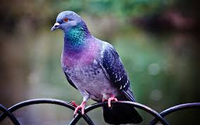 Image result for bird on fence free pictures
