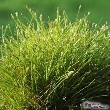 Image result for Isolepis setacea