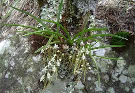 Image result for Ypsilopus