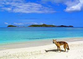 Fraser island is the largest sand island in the world measuring 120km by 15km. 12 Top Rated Tourist Attractions In Australia Planetware Australia Tourist Attractions Australian Road Trip Fraser Island Australia