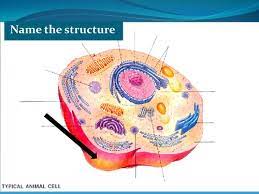 Print the worksheet to revise your knowledge of looking at cells and the light microscope. Animal Cell Diagram Flashcards Quizlet