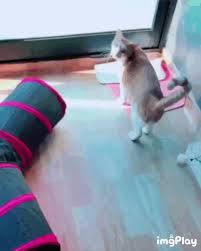 Stray Kids Minho S Cat Doongie Cute Baby Cats Animals For Kids Lee Know Stray Kids