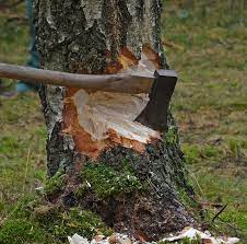 Riesennetherpilze werden aufgrund ihres holzigen stiels manchmal ebenfalls als bäume bezeichnet. Baum Fallen Axt Holz Kostenloses Foto Auf Pixabay