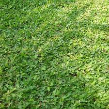 Apabila dibandingkan, rumput jepang lebih cenderung membutuhkan unsur hara yang jauh lebih banyak dibandingkan dengan rumput gajah mini. Jual Tanaman Hias Rumput Gajah Mini Kab Banyumas Lezaaat Shop Tokopedia