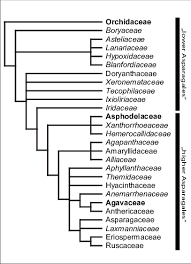 Image result for Eriospermaceae