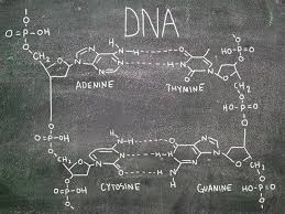 What structures complete the ends of the new dna strands after replication has been completed? Dna Structure And Replication Ck 12 Foundation