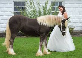 He was born may 22, 2010. Chestnut Oak Gypsy Vanner Cob Horse Stallion Rosewater Cassidy Sid Beaver Springs Pa