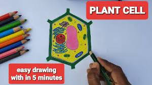 Plant and animal cell diagram class 8| ncert hi friends, in this video we will learn how to draw diagram of biology diagram of animal cell labelled and also colored. How To Draw Plant Cell Easily Simple And Easy Way To Draw Plant Cell Youtube