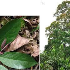 Image result for Klainedoxa