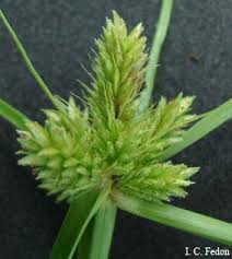Image result for Cyperus fischerianus