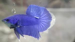 Seputar informasi ikan cupang jual ikan cupang indonesia & worldwide shipping klik link di bawah. Ikan Cupang Hias Royal Blue Biru Solid Youtube