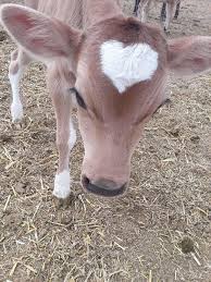 Smol Moo Baby Animals Pictures Animals Cute Funny Animals