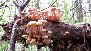 Grazie al tipico sapore sono molto apprezzati in cucina, specialmente trifolati. Primi Funghi Chiodini Armillaria Mellea Youtube