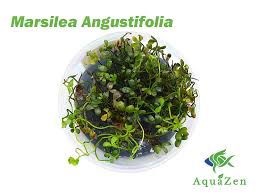 Image result for Marsilea burchellii