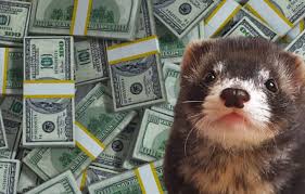 The price for the ferret can vary widely depending on where you are purchasing it from. Full Guide On How Much A Ferret Costs Upfront Monthly And Yearly Costs Pet Gear Info