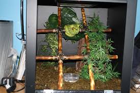 Emerald Tree Boa Enclosure I Love The Grid Emerald Tree Boa Reptile Enclosure Red Tail Boa
