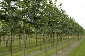 Tilia Europaea Die Linde Euchlora Auch Krim Linde Ist Genau Wie Die Klassische Pallida Ein Beliebter Spalierbaum Das Gr Pflanzen Kleiner Garten Spalier