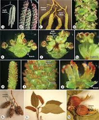 Image result for Myricaceae