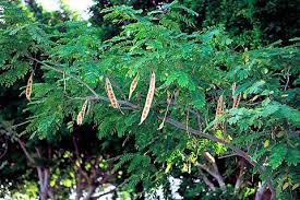 Image result for Albizia lebbeck