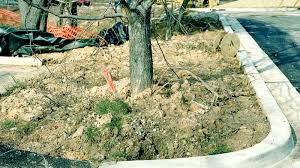 The name pin oak comes from its short, tough branchlets located along the branches and limbs. Grade Change Problems With Trees University Of Maryland Extension