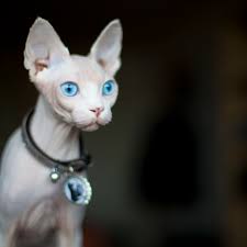 Other hairless cats such as sphinx and peterbalds can cost as much as $2,500. Sphynx Cat Full Profile History And Care