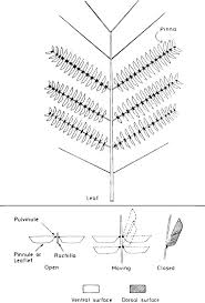 Image result for Samanea leptophylla