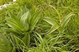 Image result for Uvariastrum