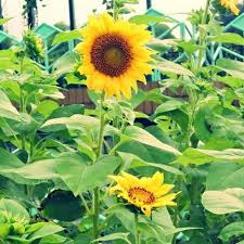 Laporan praktikum ii batang (caulis) 1. Anyar Tanaman Hias Bunga Matahari Bibit Pohon Bunga Matahari Sunflower Anjai Shopee Indonesia