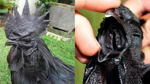This black chicken, better known as the ayam cemani, is a rare indonesian chicken breed that is not your average backyard chicken. Most Metal Birds Ever These Entirely Black Chickens Cost 2 500 Each Metalsucks